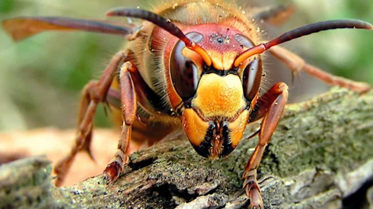 “Murder hornet,” invasive insect from Japan, found in the U.S. – Breaking Bug News